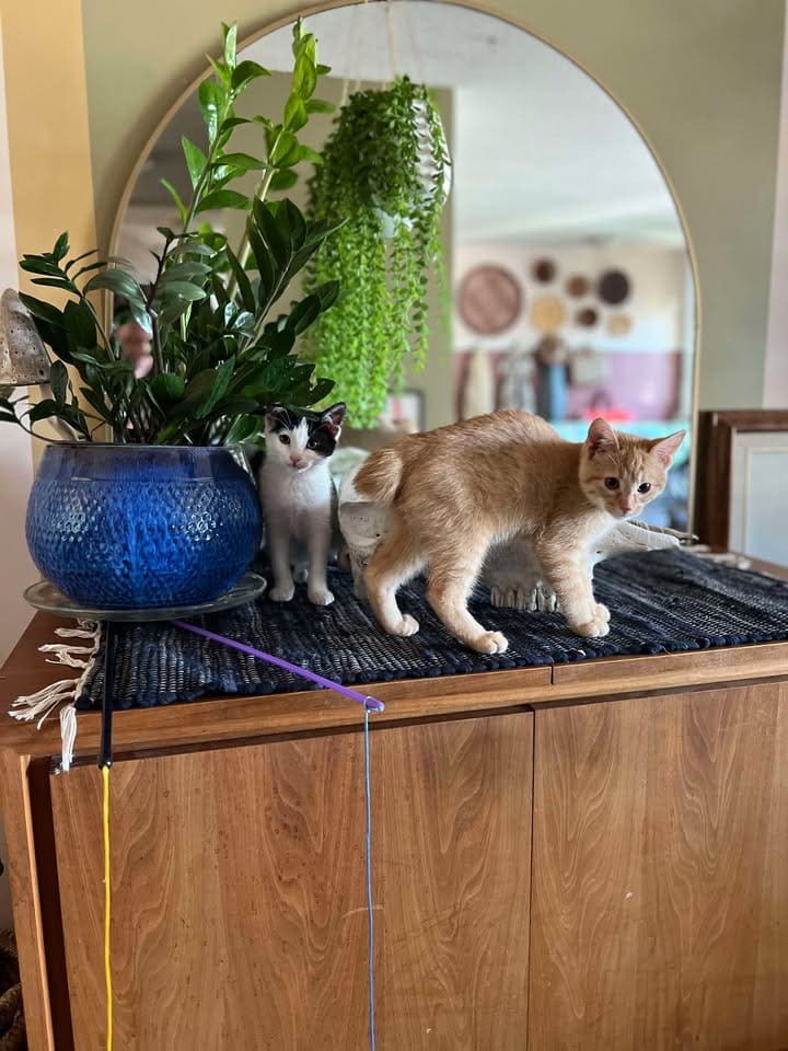 Washing pet dog at home